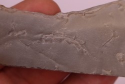 Repichnia trace fossil:  Ormathichnus monnilliformis - upper ordovicien - Kope Fmt - Boone county, Kentucky - USA