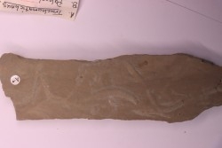 trace fossil: Trachomatichnus numerosum  - Paleophycus ( type B)  upper ordovician  Kope Fmt  Bracken county, Kentucky - USA