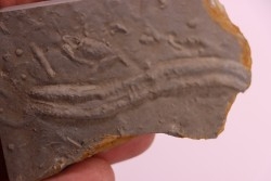 Trilobite tracks:  Cruziana  upper ordovicien  Kope Formation  Campbell county, Kentucky - USA