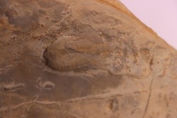 Cryptolithus Trilobite trace:  Rusophycus crytolithi  upper ordovicien  Kope Fmt -Hamilton County, Ohio - USA