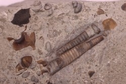 cephalopods  Endoceras sp.  upper ordovicien  Kope Formation  Kenton county, Kentucky - USA