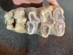 dent de Mastodonte  GOMPHOTHERIIDES   ANANCUS ARVENENSIS  Pléistocène   Jura, FRANCE
