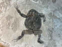 TOAD: Bufo bufo  - Tortonian, Miocène - Saint Bauzile, massif du Coiron  Ardèche, France