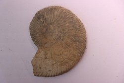 Neocomites neocomiensiformis - Valanginian - Herault - France