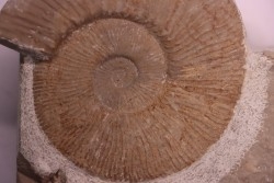 Tirnovella alpillensis  Berriasien  Gard - France