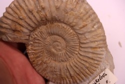 Malbosiceras nikolorti  Berriasien   Gard - France