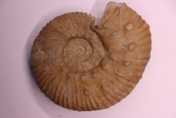 MAZENOTICERAS CURELENSE  Berriasien  La Cadiere, 30 - FRANCE
