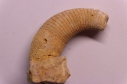 Beloitoceras plebeium  Middle ordovicien  Grand Detour  formation  Rock Co., Wisconsin, USA