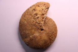 RARE: Calliphylloceras disputabile var heterophylloides - bajocien - Saint Vigor -14 - FRANCE
