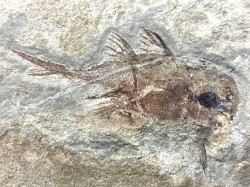 CHIMERA:  Echinochimaera meltoni - Mississippian - Heath Fmt - Bear Gulch Member - Fergus County, Montana, USA