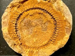 Moroccodiscus smithi - Darriwilien - Ordovicien  Taddrist formation  Oued Tinzmite, Battou, Maroc