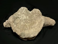 Vertebre de dinosaure  Apatosaure  Morrison Formation  Jurassique supérieur  Montana USA