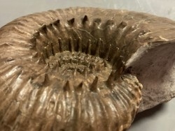 DOUVILLEICERAS MAMMILATUM