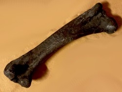 dinosaur  femur: TRICERATOPS HORRIDUS - Hell Creek  Fmt - upper cretaceous - Dawson County, Montana - USA