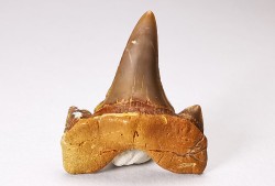 dent de requin Cretalamna appendiculata - Cénomanien (Texas)