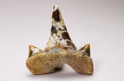 dent de requin Cretalamna appendiculata - Cénomanien (Texas)