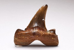 dent de requin Cretalamna appendiculata - Cénomanien (Texas)
