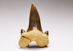 dent de requin Cretalamna appendiculata - Cénomanien (Texas)