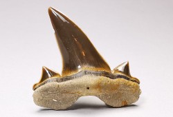 dent de requin Cretalamna appendiculata - Cénomanien (Texas)