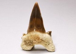 shark tooth Cretalamna appendiculata - Cenomanian (Texas)