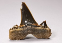 dent de requin Cretalamna appendiculata - Cénomanien (Texas)