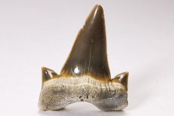 dent de requin Cretalamna appendiculata - Cénomanien (Texas)