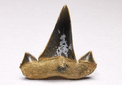 shark tooth Cretalamna appendiculata - Cenomanian (Texas)