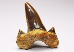 dent de requin Cretalamna appendiculata - Cénomanien (Texas)