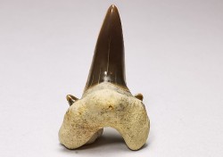 dent de requin Cretalamna appendiculata - Cénomanien (Texas)