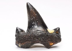 dent de requin Cretalamna appendiculata - Cénomanien (Texas)