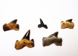 5 shark teeth set Cretalamna appendiculata - Cenomanian (Texas)