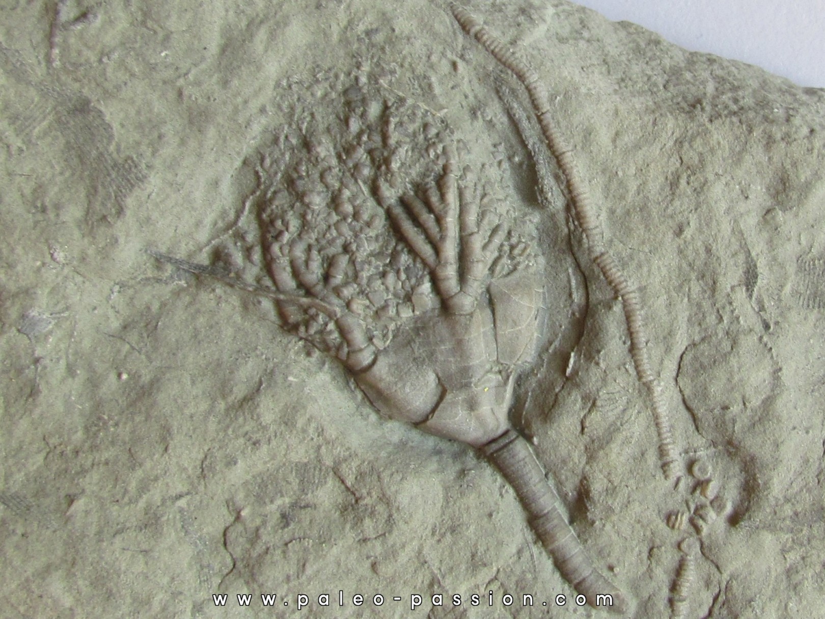 DICHOCRINUS RECURVIBRACHIATUS DICHOCRINUS RECURVIBRACHIATUS