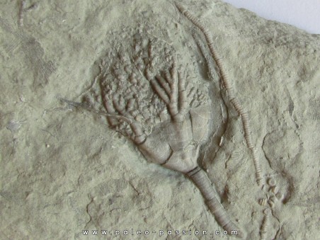 DICHOCRINUS RECURVIBRACHIATUS