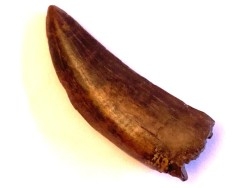 dinosaur tooth:  Tyrannosaure rex - Hell Creek Fmt - upper cretaceous - Carter County, Montana