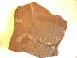 plaque recto verso avec plus de 20 Triops cancriformis permiensis - saxonien - bassin de Lodève - FRANCE