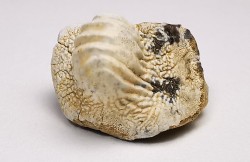 dent de requin Pychodus mammillaris - Crétacé (Kansas)