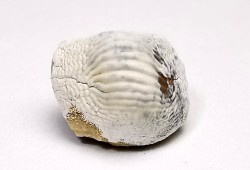 dent de requin Pychodus mammillaris - Crétacé (Kansas)
