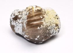 shark tooth Ptychodus whipplei - Cretaceous (Kansas)