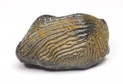shark tooth Ptychodus decurrens - Cretaceous (Kansas)