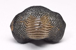 shark tooth Ptychodus decurrens - Cretaceous (Kansas)