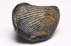 dent de requin Pychodus decurrens - Crétacé (Kansas)