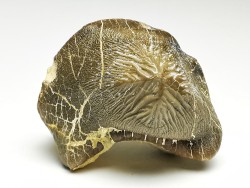dent de requin Pychodus mortoni - Crétacé (Kansas)