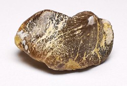 shark tooth Ptychodus mortoni - Cretaceous (Kansas)