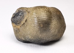 shark tooth Ptychodus occidentalis - Cretaceous (Kansas)