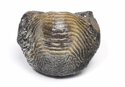 dent de requin Pychodus occidentalis - Crétacé (Kansas)