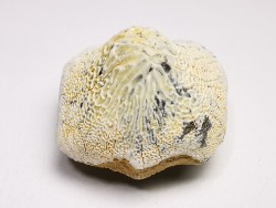 shark tooth Ptychodus anonymus - Cretaceous (Kansas)