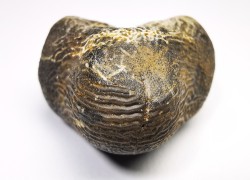 dent de requin Pychodus occidentalis - Crétacé (Kansas)