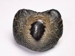 shark tooth Ptychodus anonymus - Cretaceous (Kansas)