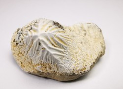 shark tooth Ptychodus mortoni - Cretaceous (Kansas)
