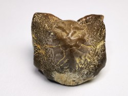 shark tooth Ptychodus mortoni - Cretaceous (Kansas)
